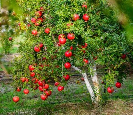  My Pomegranate Tree: A Journey Through Love, Loss, and Resilience