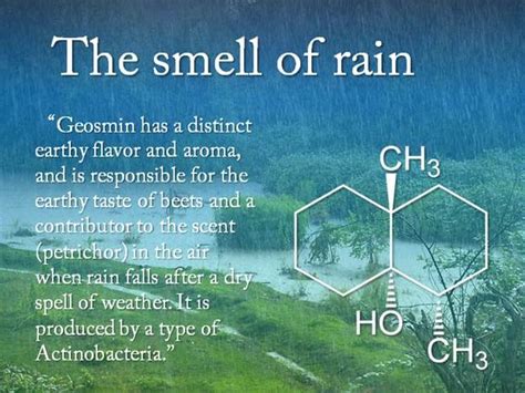  The Smell of Rain: A Literary Journey Through Loss and Hope