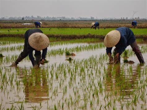  Where Rice Blooms: A Journey into Sustainable Vietnamese Farming 